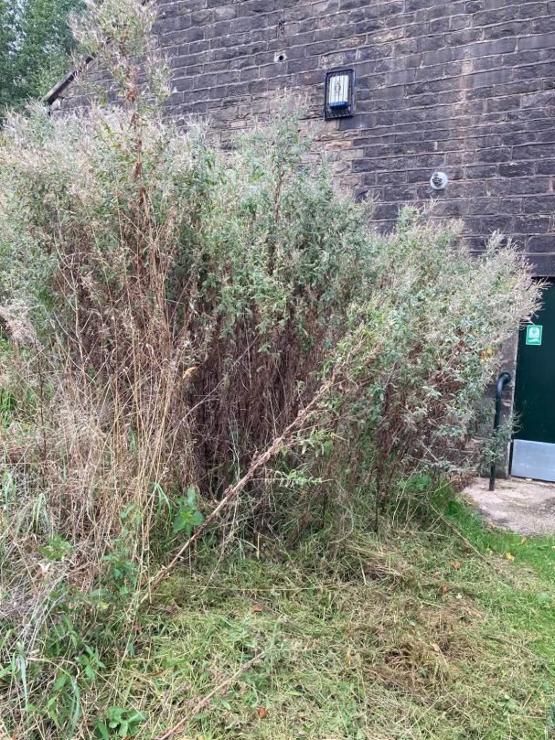 Before - overgrown foliage to the side of the building.